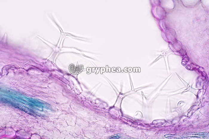 Poils tecteurs et sécréteurs de feuille de Lavande x100 - gryphea.com